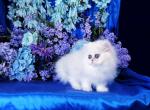 Little Bitsy - Persian Cat For Sale - McKinney&comma; TX&comma; US