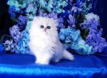 Vanessa - Persian Cat For Sale - McKinney&comma; TX&comma; US