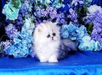 Misty - Persian Cat For Sale - McKinney&comma; TX&comma; US