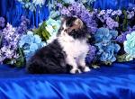 Andy - Exotic Cat For Sale - McKinney&comma; TX&comma; US
