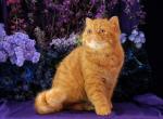 Sun Flower - Exotic Cat For Sale - McKinney&comma; TX&comma; US