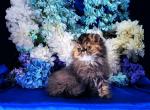 Tabatha - Persian Cat For Sale - McKinney&comma; TX&comma; US