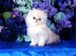 Joshua - Persian Cat For Sale - McKinney&comma; TX&comma; US