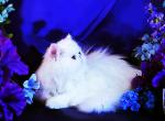 Barbie Doll - Persian Cat For Sale - McKinney&comma; TX&comma; US