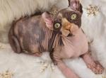 Kleopatra - Bambino Cat For Sale - Pembroke Pines&comma; FL&comma; US