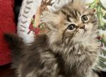 Emma x Akimbo - Persian Cat For Sale - Vincennes&comma; IN&comma; US