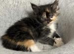 Freya Tortoiseshell With White  Maine Coon Kitten - Maine Coon Cat For Sale - Union City&comma; MI&comma; US