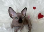 Liza - Sphynx Cat For Sale - Brooklyn&comma; NY&comma; US