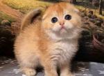 Lola golden shell ny12 scottish fold baby girl - Scottish Fold Cat For Sale - TX&comma; US