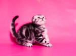Nika tiger girl black silver tabby scottish fold - Scottish Fold Cat For Sale - TX&comma; US