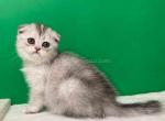 Iriska silver bicolor scottish fold girl - Scottish Fold Cat For Sale - TX&comma; US