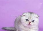 Konti silver ticked chinchilla scottish fold - Scottish Fold Cat For Sale - TX&comma; US