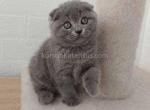 Queen Blue chubby solid scottish fold girl - Scottish Fold Cat For Sale - TX&comma; US
