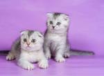 Pliuha funny black silver ticked scottish fold - Scottish Fold Cat For Sale - TX&comma; US