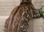 Brown Clouded Male Brown Collar - Bengal Cat For Sale - Bradner&comma; OH&comma; US