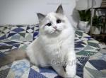Arabella - Ragdoll Cat For Sale - Tuscaloosa&comma; AL&comma; US