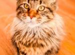 Maine Coon stress reliever - Maine Coon Cat For Sale - Staten Island&comma; NY&comma; US