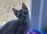 Catlin October babies - Singapura Cat For Sale - Mocksville&comma; NC&comma; US
