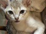 Sophia Litter - Singapura Cat For Sale - Mocksville&comma; NC&comma; US