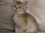 Bella - Scottish Straight Cat For Sale - 