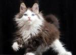 Jumbo Polydactyl - Maine Coon Cat For Sale - Miami&comma; FL&comma; US