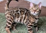 Hope - Bengal Cat For Sale - Norwalk&comma; CT&comma; US