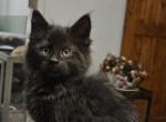 Female Black Smoke Coat - Maine Coon Cat For Sale - Van Horne&comma; IA&comma; US