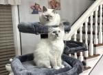 Molly - Ragdoll Cat For Sale - Mount Joy&comma; PA&comma; US