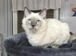 James - Ragdoll Cat For Sale - Mount Joy&comma; PA&comma; US