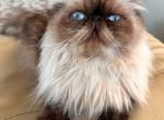 Seal point Female - Persian Cat For Sale - Clay&comma; PA&comma; US