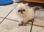Violet - Himalayan Cat For Sale - Greenville&comma; OH&comma; US