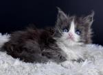 Lanvin - Maine Coon Cat For Sale - Miami&comma; FL&comma; US