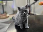 Mimi - Scottish Straight Cat For Sale - New York&comma; NY&comma; US