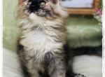 Black smoke tortie Maine Coon polydactyl kitten - Maine Coon Cat For Sale - Wisconsin Rapids&comma; WI&comma; US