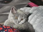 Candy - Scottish Straight Cat For Sale - New York&comma; NY&comma; US