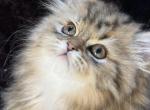 Phoenix Orion Kairo Kalypso - Persian Cat For Sale - San Antonio&comma; TX&comma; US