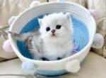 Teresa - Scottish Straight Cat For Sale - MD&comma; US