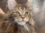 Priscilla - Maine Coon Cat For Sale - Grayslake&comma; IL&comma; US