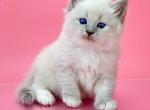 Oliver - Siberian Cat For Sale - Brooklyn&comma; NY&comma; US