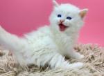 Olaf - Siberian Cat For Sale - Brooklyn&comma; NY&comma; US