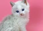 Orest - Siberian Cat For Sale - Brooklyn&comma; NY&comma; US