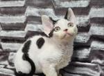 Sabina - Devon Rex Cat For Sale - Brooklyn&comma; NY&comma; US