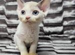 Sabrina - Devon Rex Cat For Sale - Brooklyn&comma; NY&comma; US