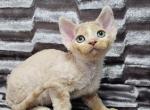 Simba - Devon Rex Cat For Sale - Brooklyn&comma; NY&comma; US