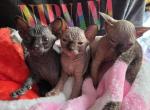 3 sphynx kittens available for reservation - Sphynx Cat For Sale - Toledo&comma; OH&comma; US