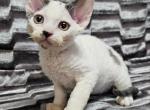 Simon - Devon Rex Cat For Sale - Brooklyn&comma; NY&comma; US
