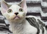 Steve - Devon Rex Cat For Sale - Brooklyn&comma; NY&comma; US
