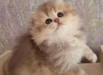 Liza - British Shorthair Cat For Sale - Brooklyn&comma; NY&comma; US