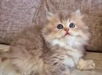 Luiza - British Shorthair Cat For Sale - Brooklyn&comma; NY&comma; US