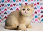Yara - British Shorthair Cat For Sale - Brooklyn&comma; NY&comma; US
